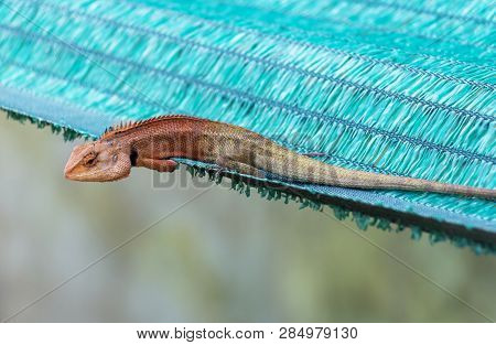 Oriental Garden Lizard Or Calotes Versicolor In Tropical Forest Asia On Green Background, Red-headed