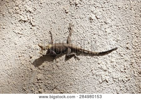 Rock Agama (agama Agama) On A Wall