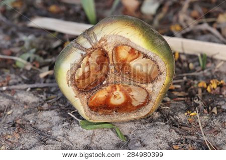 Nut Of A Palmyra Palm (borassus Aethiopum) In West Africa.