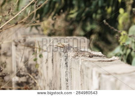 Rock Agama (agama Agama) On A Wall