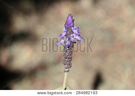Flowers Of A Coleus Canina Plant (plectranthus Caninus)