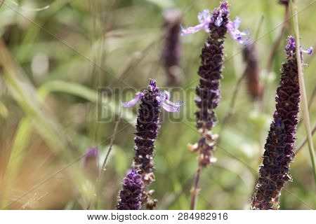 Flowers Of A Coleus Canina Plant (plectranthus Caninus)