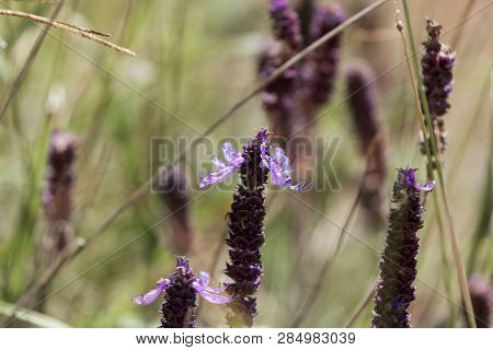 Flowers Of A Coleus Canina Plant (plectranthus Caninus)
