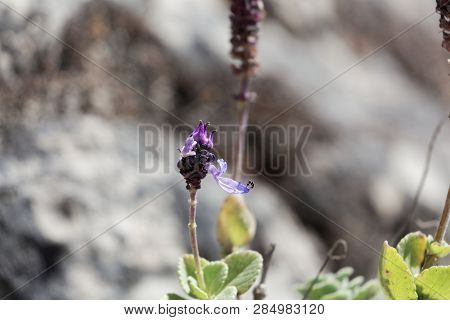 Flowers Of A Coleus Canina Plant (plectranthus Caninus)