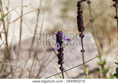 Flowers Of A Coleus Canina Plant (plectranthus Caninus)