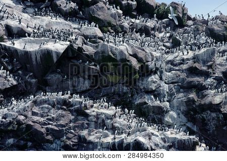 Turrs Hanging On The Cliff, Newfoundland, Canada
