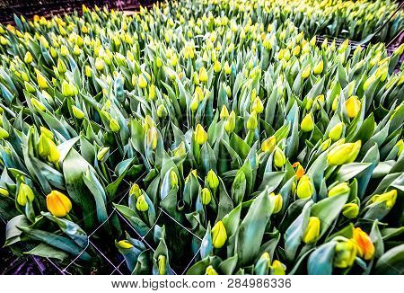 Industrial Cultivation Of Yellow Tulips In Industrial Greenhouse