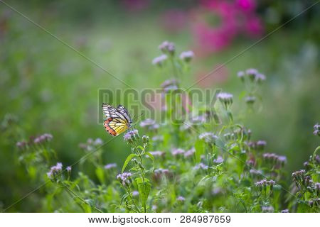 Beautiful Indian Jezebel Butterfly Sitting On The Flower Plant In Its Natural Habitat