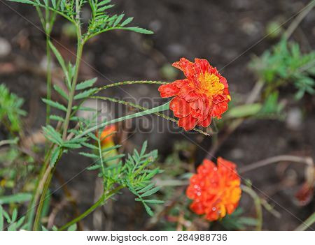 Orange Chrysanthemums Flowers, Mums Or Chrysanths, Close Up.