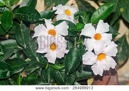 White Bush Flowers Mandevilla Or Dipladenia, Close Up.  Dogbane Family, Apocynaceae Rocktrumpet