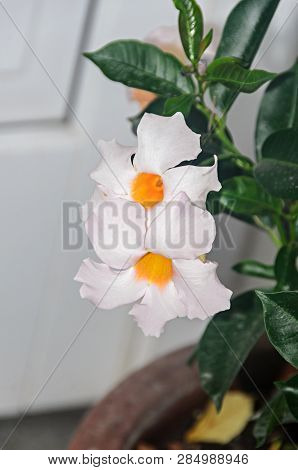 White Bush Flowers Mandevilla Or Dipladenia, Close Up.  Dogbane Family, Apocynaceae Rocktrumpet.