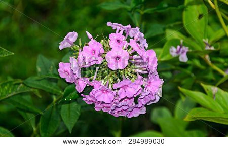 Arabis Or Rockcress Pink Flowers, Green Bush, Close Up
