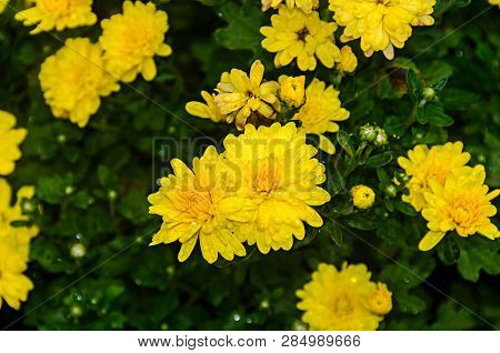 Yellow Chrysanthemums Bush Flowers, Mums Or Chrysanths, Close Up
