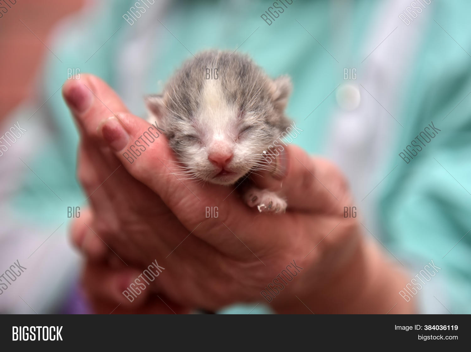 Newborn Kittens Hand Image & Photo (Free Trial) Bigstock