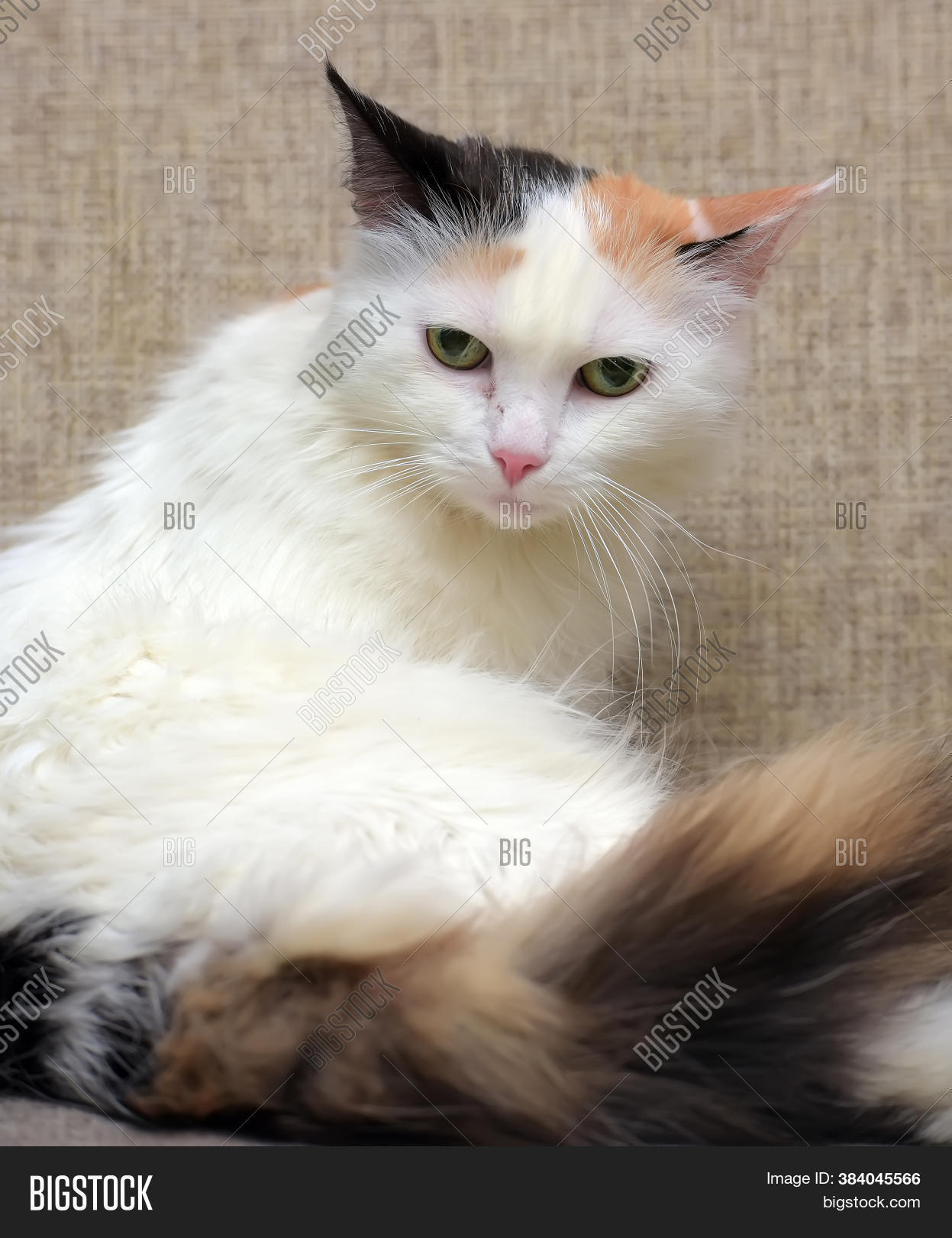 Fluffy Threecolored Image & Photo (Free Trial) Bigstock