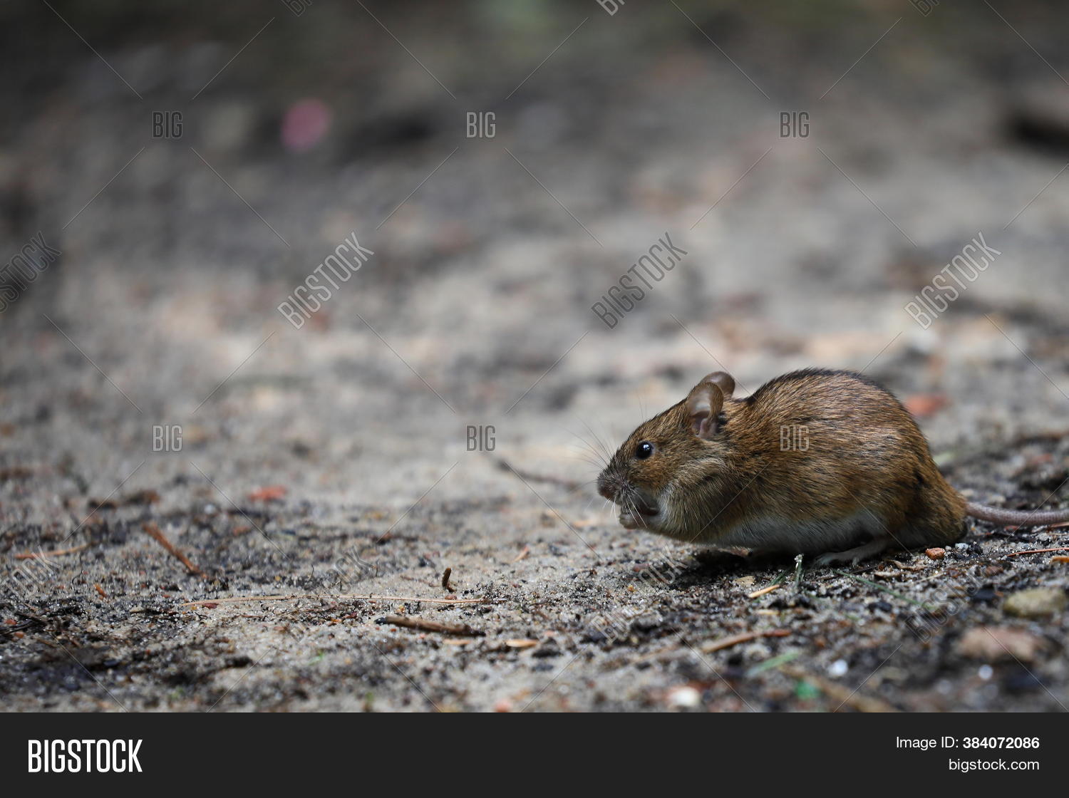 Field Mouse Wild, Image & Photo (Free Trial) Bigstock