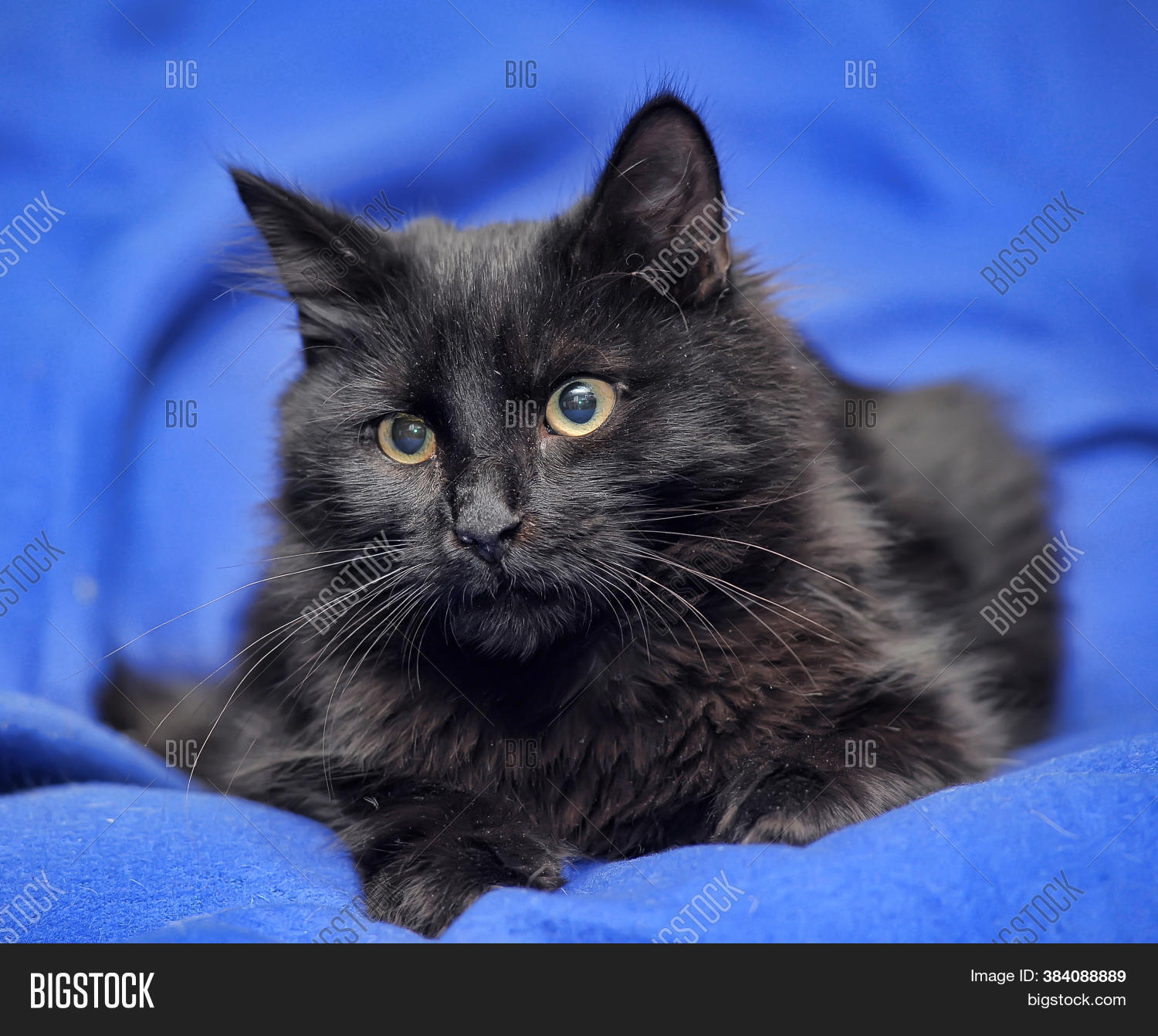 Black Cat On Blue Image & Photo (Free Trial) | Bigstock