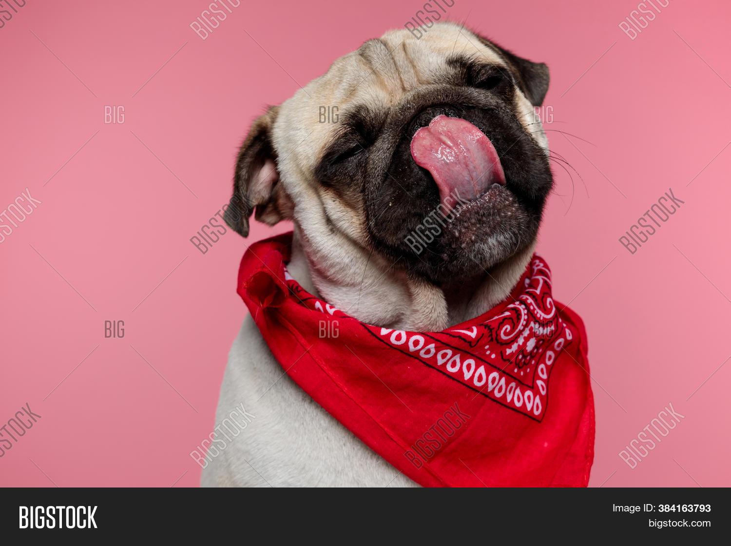 Seated Pug Dog Licking Image & Photo (Free Trial) Bigstock