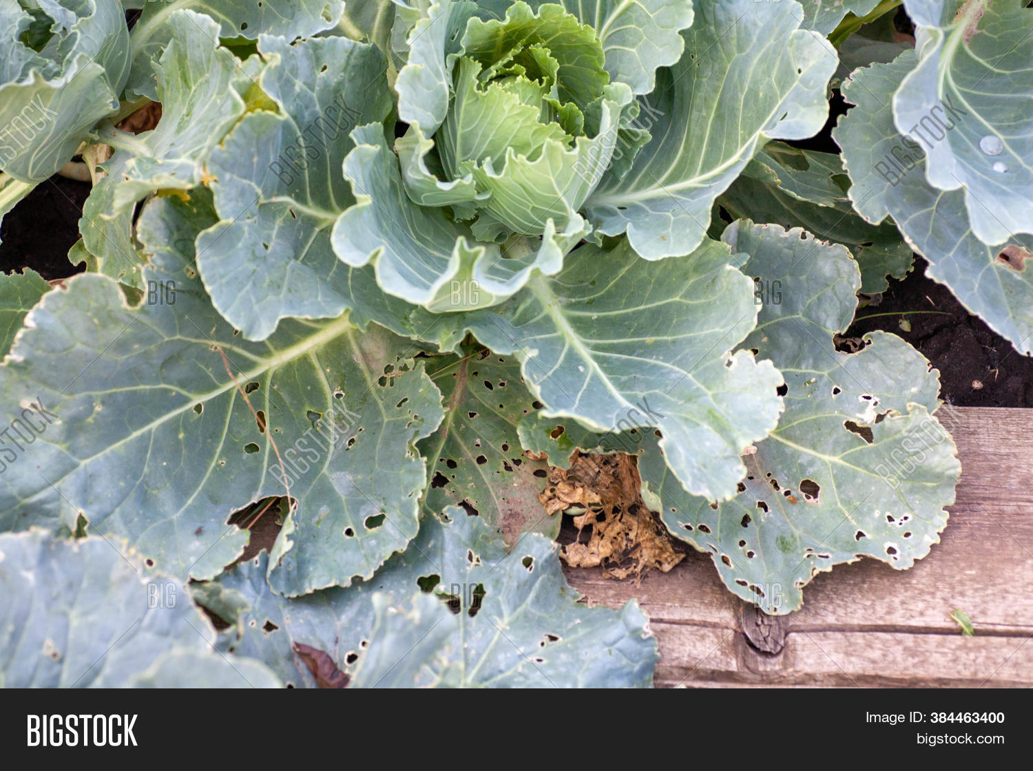 Cabbage Diseases. Image & Photo (Free Trial) Bigstock