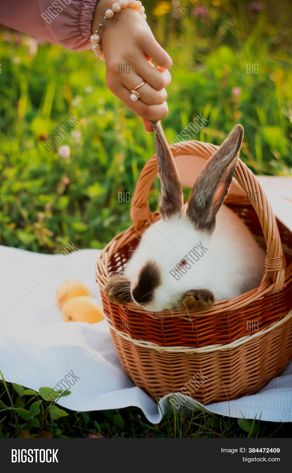 Rabbit Wicker Basket. Image & Photo (Free Trial) Bigstock