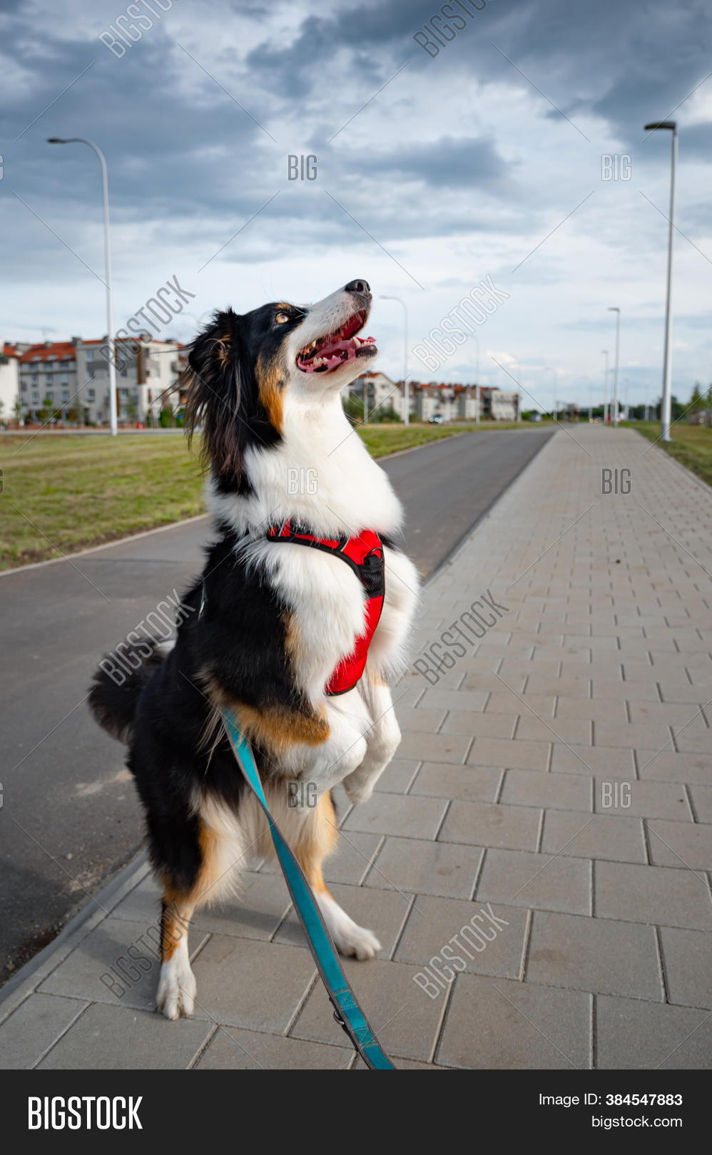 Portrait Australian Image & Photo (Free Trial) Bigstock