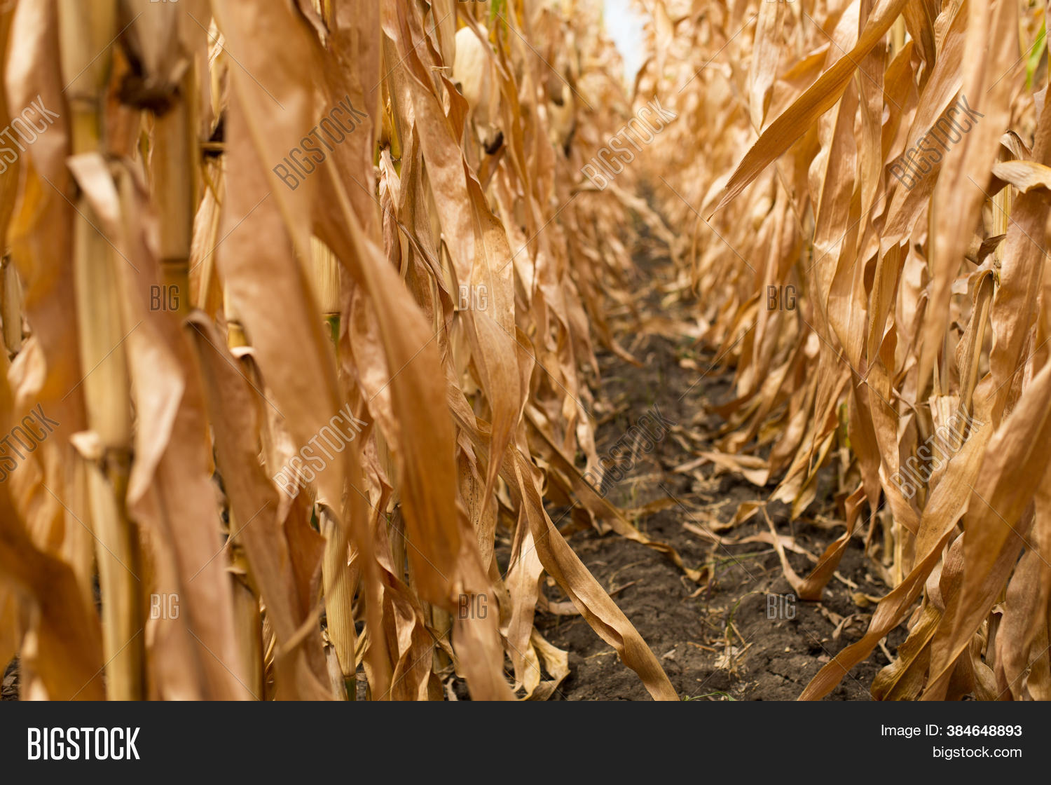 Rows Ripe Corn On Dry Image & Photo (Free Trial) | Bigstock