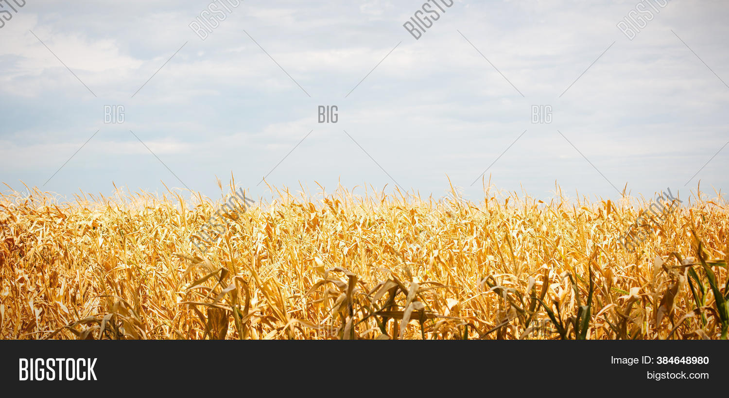 Golden Corn Field. Image & Photo (Free Trial) Bigstock