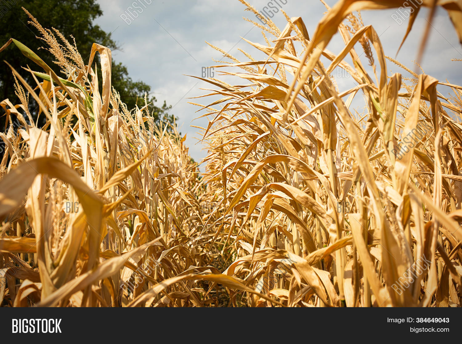 Rows Ripe Corn On Dry Image & Photo (Free Trial) | Bigstock