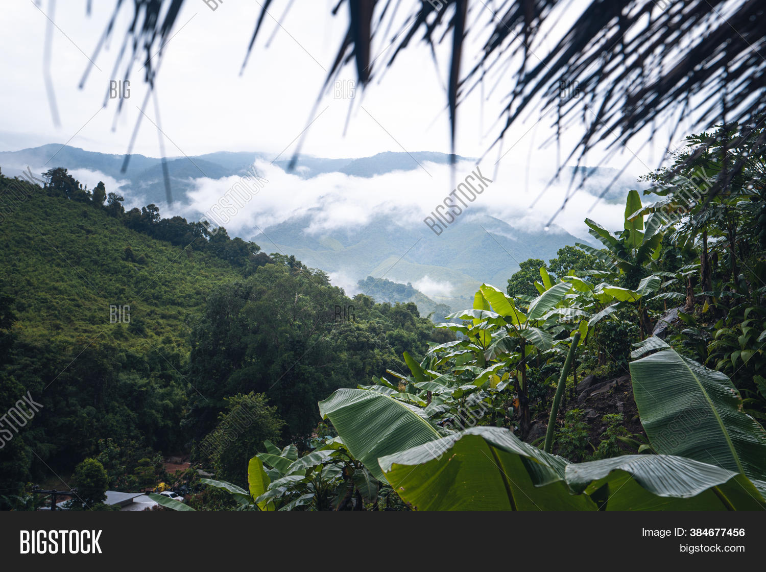 Banana Trees Mountains Image & Photo (Free Trial) Bigstock