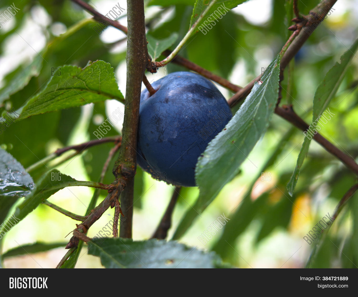 Blue Plums Ripen Image & Photo (Free Trial) Bigstock