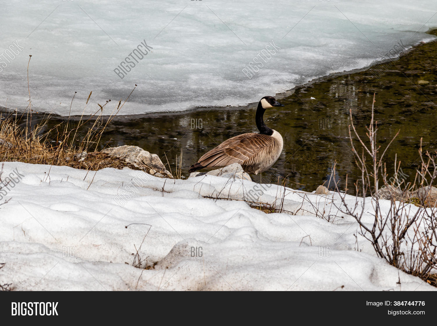 Canada Goose On Image & Photo (Free Trial) Bigstock