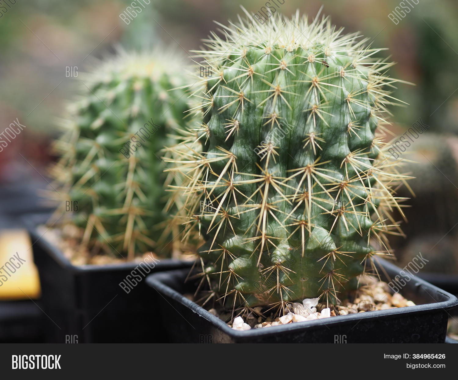 Cactus Tree Green Image & Photo (Free Trial) | Bigstock