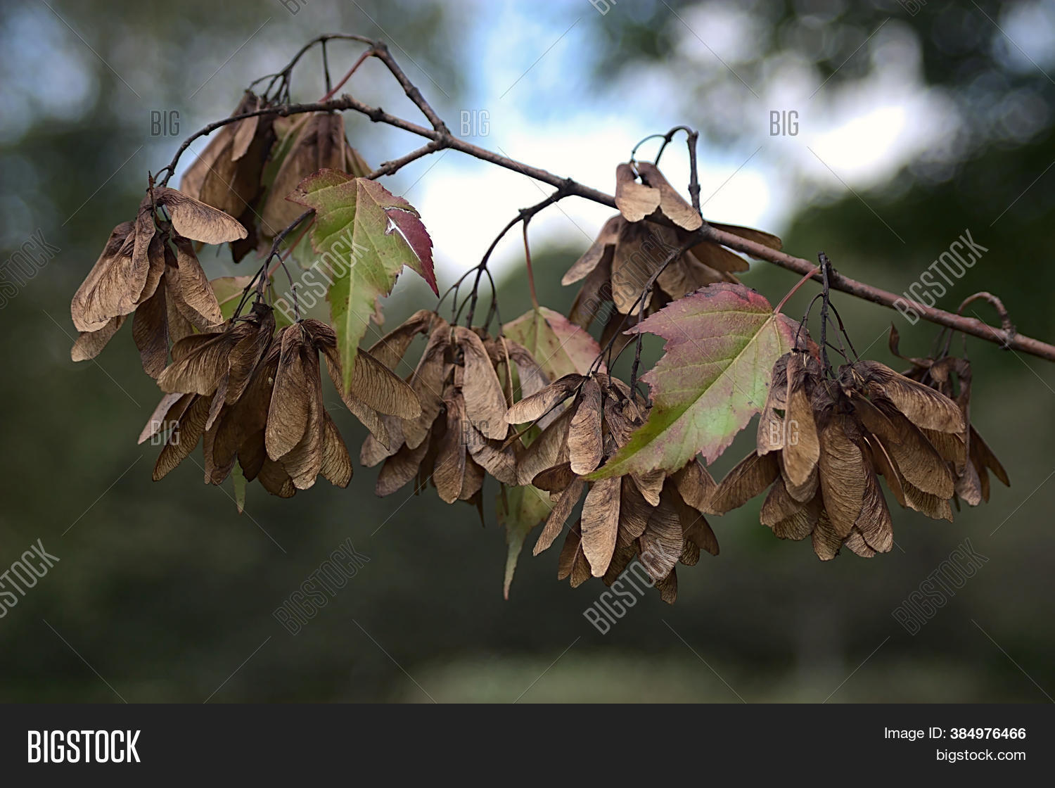Maple Branch Seeds Image & Photo (Free Trial) Bigstock