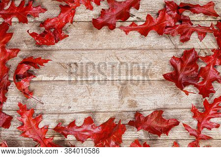 Autumn Background Of Red Oak Leaves On A Wooden Surface Of The Original Color.red Dried Leaves On Ru