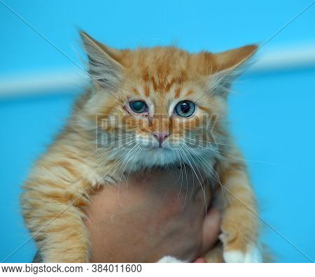 Redhead Kitten In Hands On A Blue Background