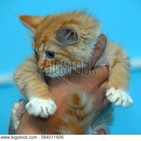 Redhead Kitten In Hands On A Blue Background
