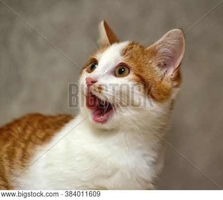 Crazy Cat With Tongue Hanging Out. Close Up
