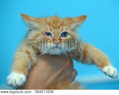 Redhead Kitten In Hands On A Blue Background