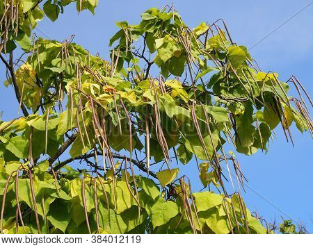 Catalpa Bignonioides. Leaves And Fruits Closeup Against The Blue Sky