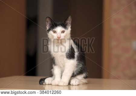 Black With White Kitten 3 Months Close Up