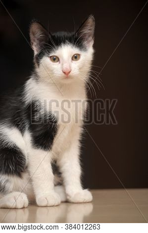 Black With White Kitten 3 Months
