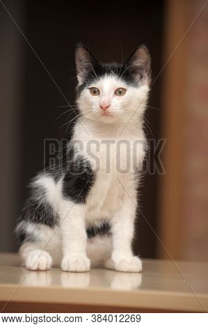 Black With White Kitten 3 Months