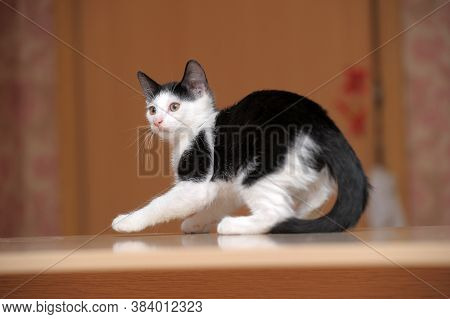 Black With White Kitten 3 Months Close Up