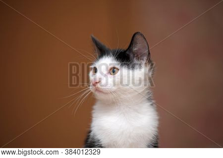 Black With White Kitten 3 Months Close Up