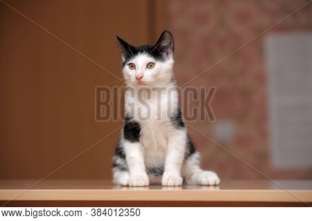 Black With White Kitten 3 Months