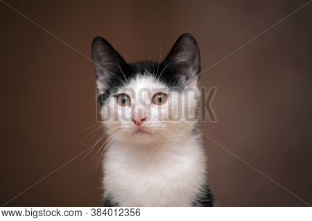 Black With White Kitten 3 Months