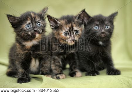 Three Kittens On Green Background Close Up