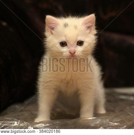 Little Cute White Kitten On A Dark Background