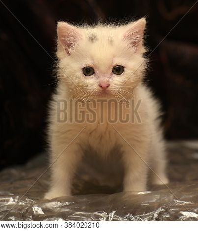 Little Cute White Kitten On A Dark Background