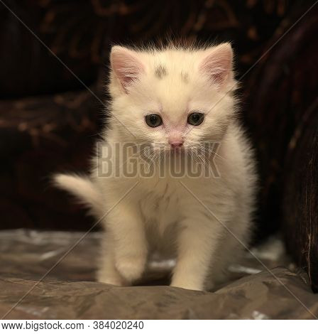 Little Cute White Kitten On A Dark Background